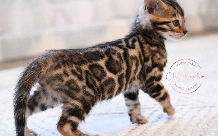 Bengal kitten for sale